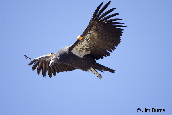 California Condor immature in flight ventral view