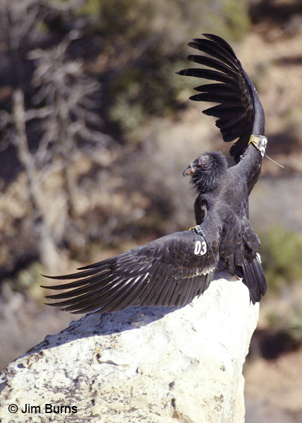 California Condor immature the conductor