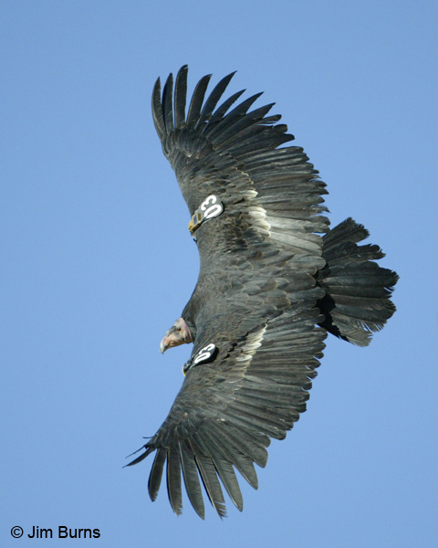 California Condor in flight dorsal view