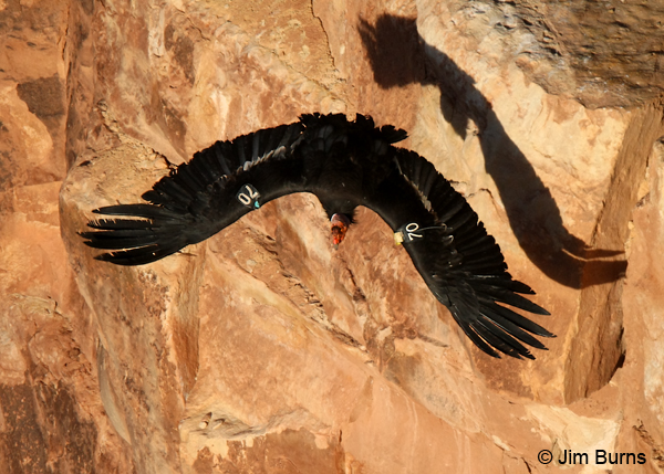 California Condor shadow on wall #2