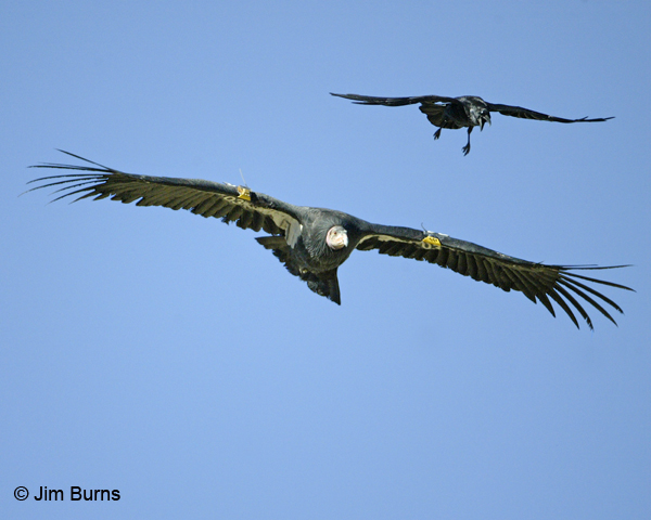 California Condor with Common Raven escort