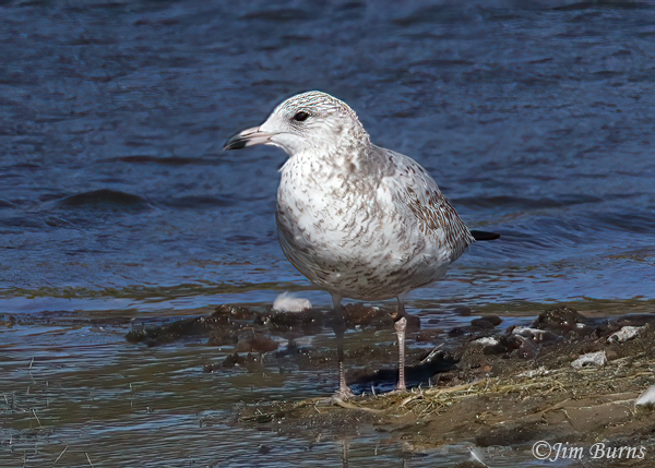 California Gull first winter--4793
