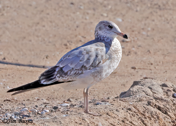 California Gull second winter--9771