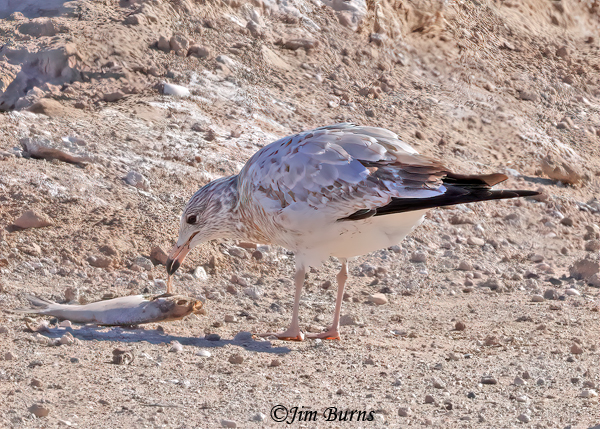 California Gull second winter, picking at fish carcass--9782