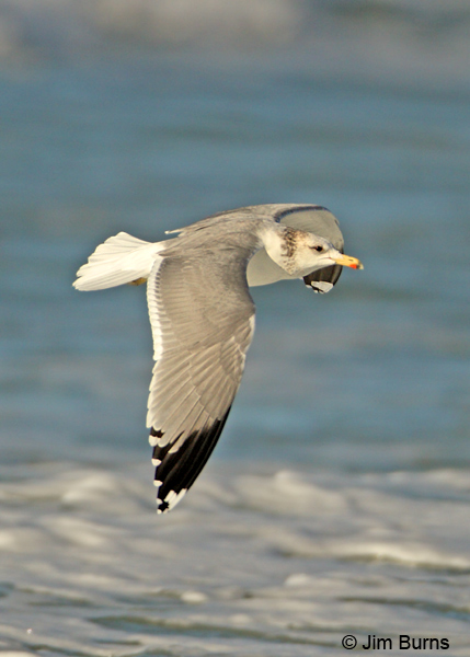 California Gull adult non-breeding dorsal