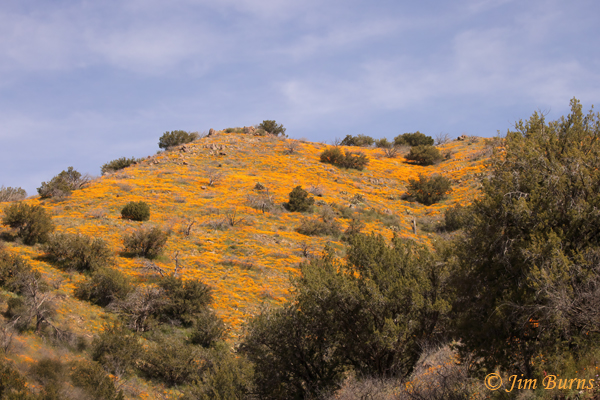 California Poppy hillside, Arizona--8257