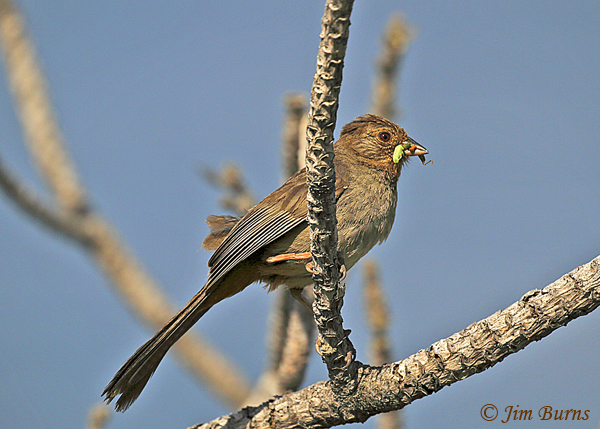 California Towhee with caterpillars for nestlings #2--4734