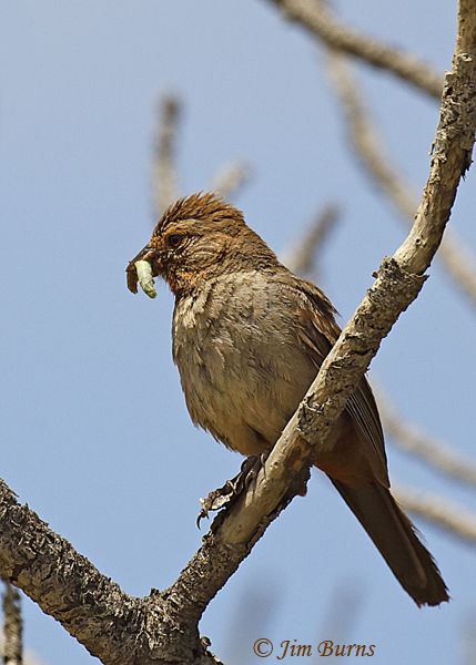 California Towhee with caterpillars for nestlings--4878