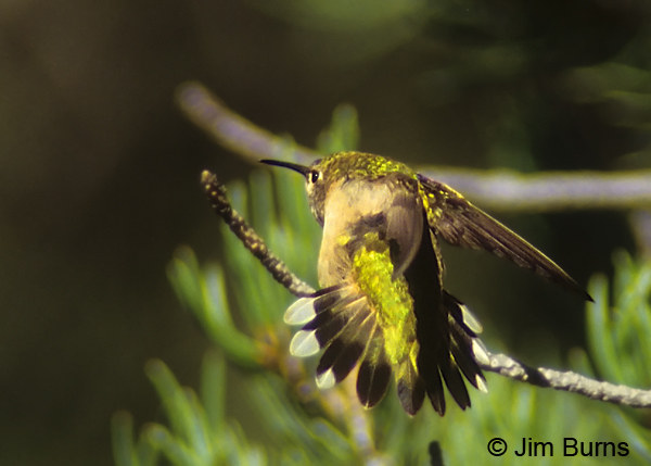 Calliope Hummingbird female diagnostice tail tip