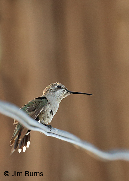 Calliope Hummingbird immature female