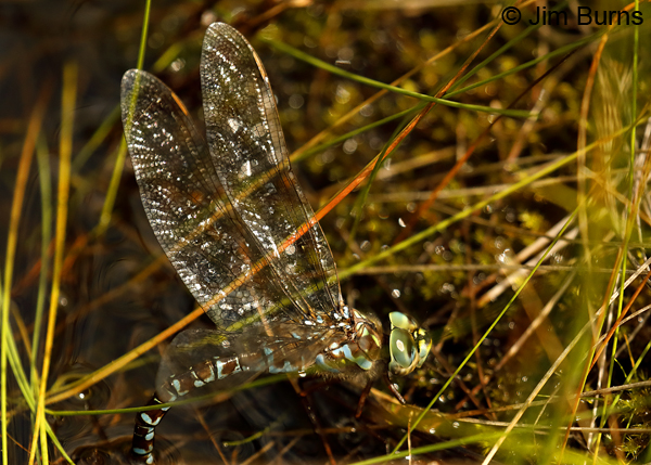 Canada Darner female ovipositing in bog grasses, Lake Co., MN, July 2018--9618