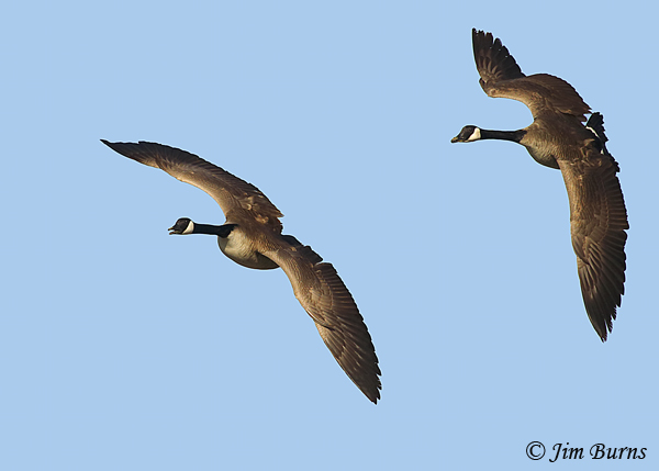 Canada Geese banking--8517