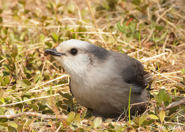 Canada Jay with insect captured on the ground--1822