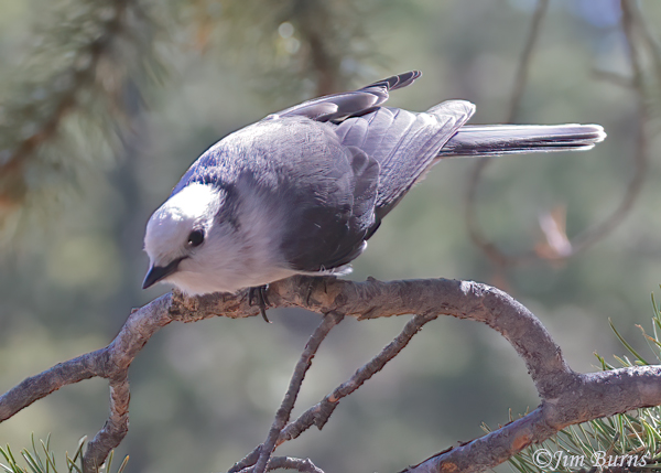 Canada Jay--4726