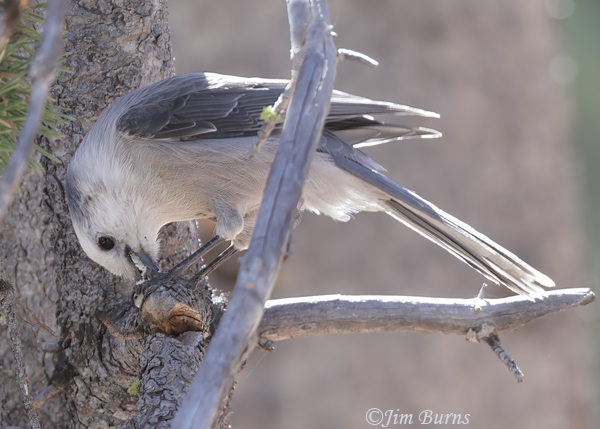 Canada Jay with caterpillar--4735