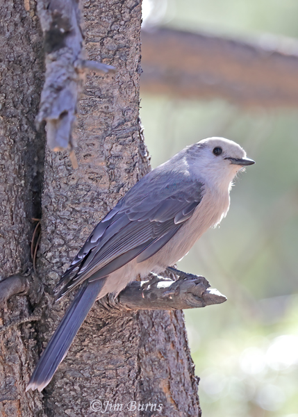 Canada Jay--4747