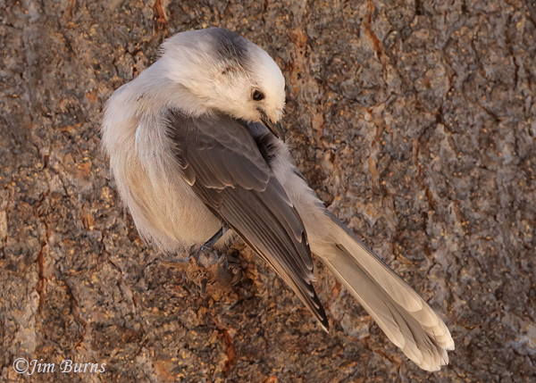 Canada Jay preening--4768