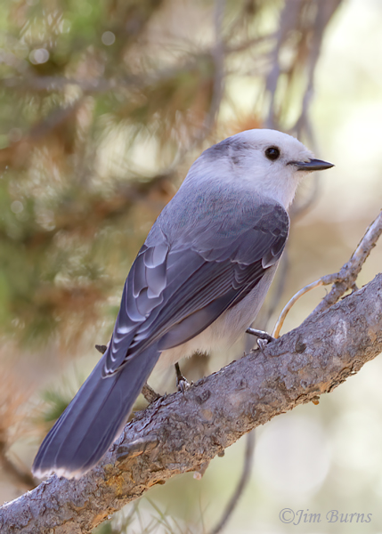Canada Jay--4785