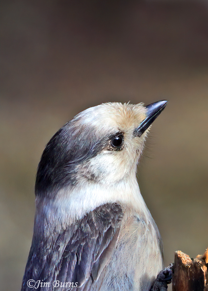 Canada Jay adult canadensis close-up showing white crown and collar--6382