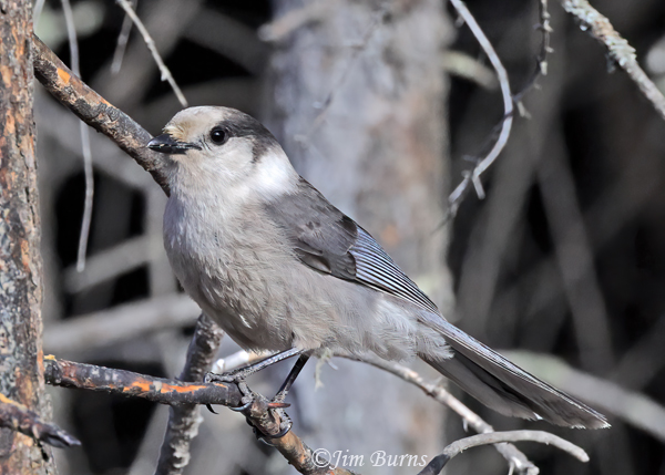 Canada Jay in winter pines--6404