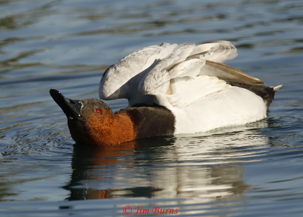 Canvasback male stretching--0459