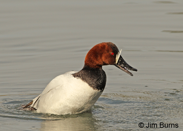 Canvasback male with fish