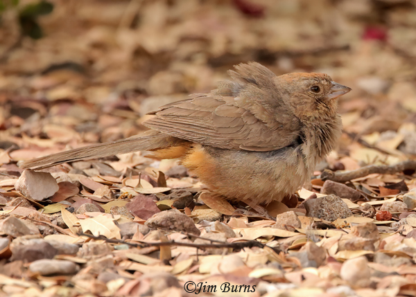 Canyon Towhee in leaf litter--4102