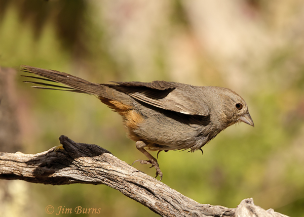 Canyon Towhee showing cinnamon undertail coverts--6130