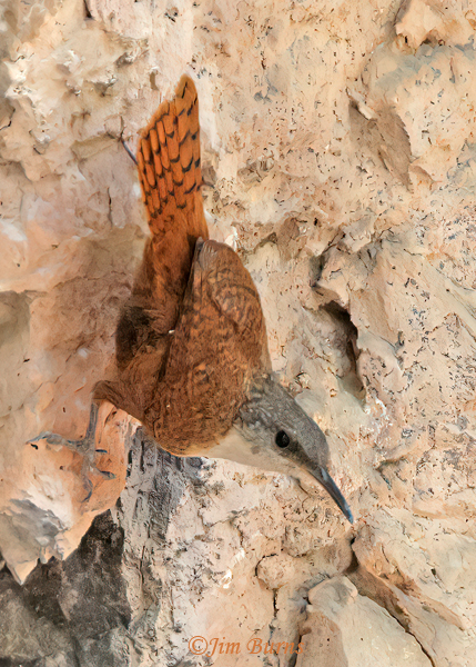 Canyon Wren gleaning for spiders on cliff face--9892