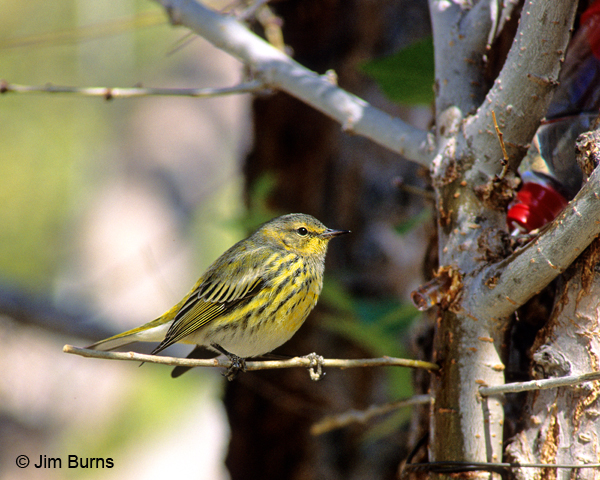 Cape May Warbler first fall male at hummingbird drip