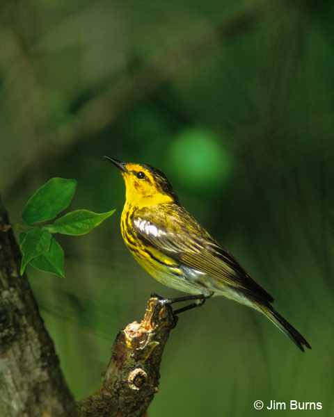 Cape May Warbler male profile