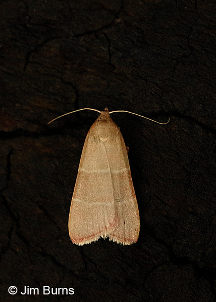 Caphys arizonensis, Arizona