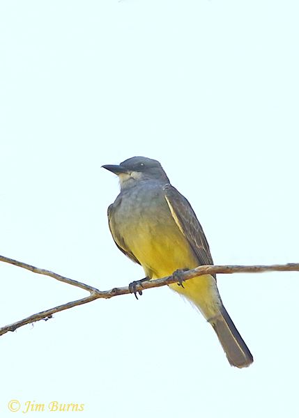 Cassin's Kingbird perched--0795