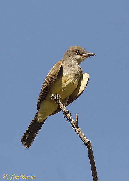 Cassin's Kingbird juvenile--4861