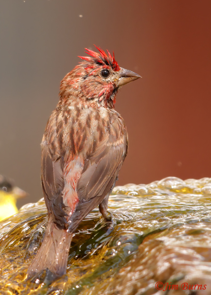 Cassin's Finch male drying off after bath--5236