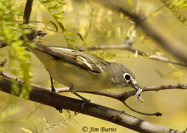 Cassin's Vireo with caterpillar--0039
