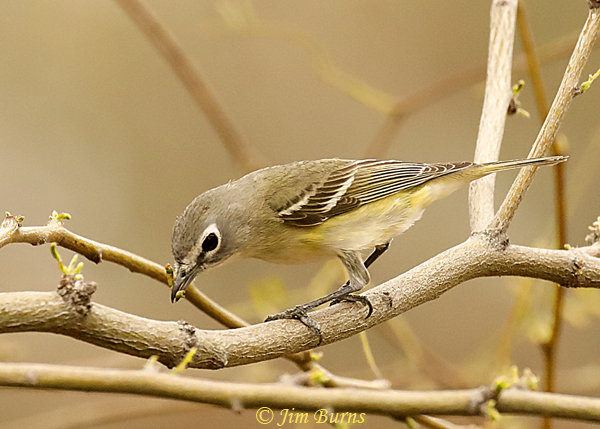 Cassin's Vireo with caterpillar #3--9441