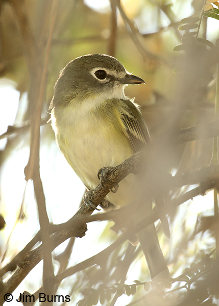 Cassin's Vireo in foliage