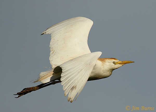 Cattle Egret in flight #3--3368