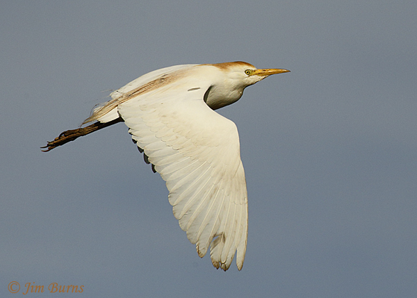 Cattle Egret in flight #4--3391