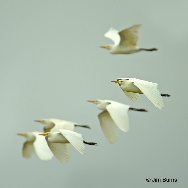 Cattle Egrets in flight