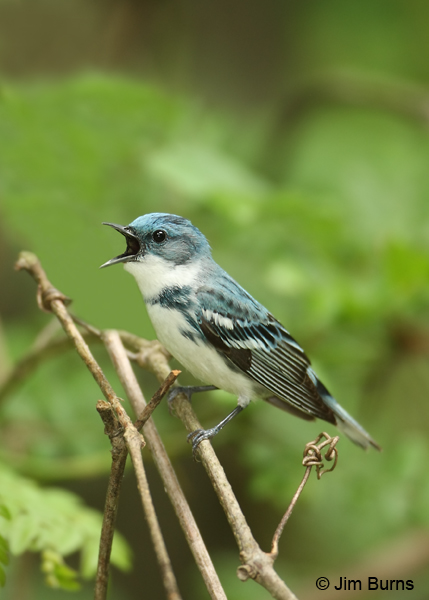 Cerulean Warbler male singing