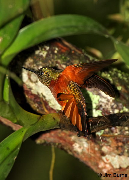 Chestnut-breasted Coronet wingstretch