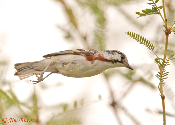 Chestnut-sided Warbler male in flight--9161