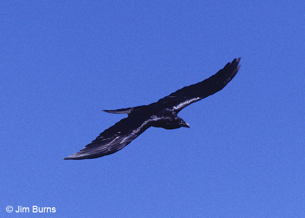 Chihuahuan Raven in flight