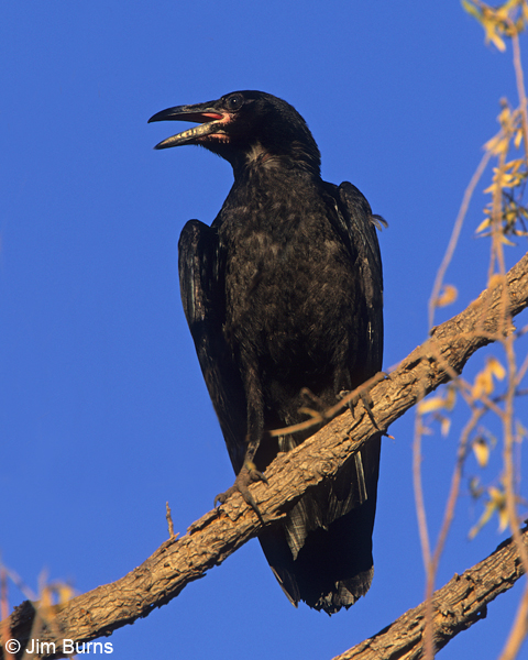 Chihuahuan Raven juvenile