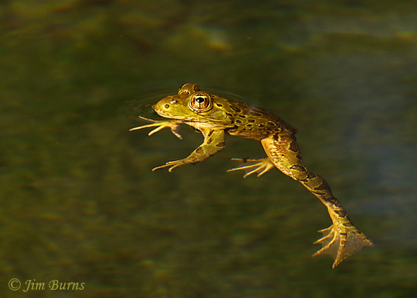 Chiricahua Leopard Frog swimming--1520