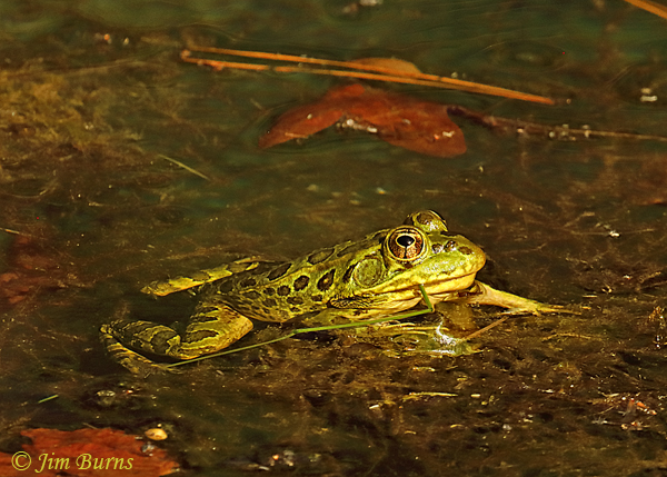 Chiricahua Leopard Frog--1524