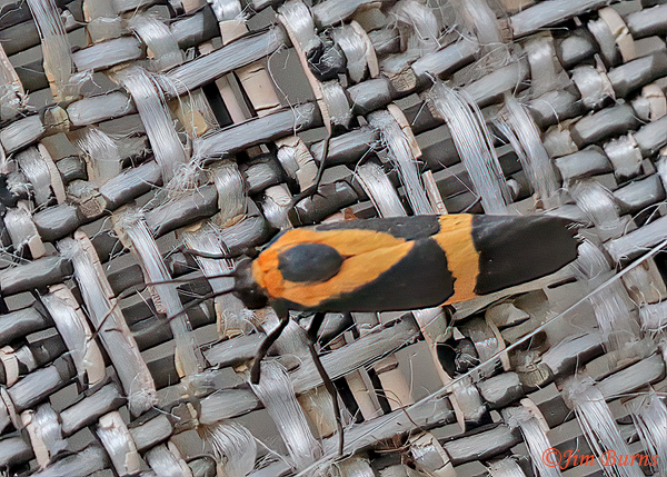 Cisthene schwarziorum, Arizona---0308