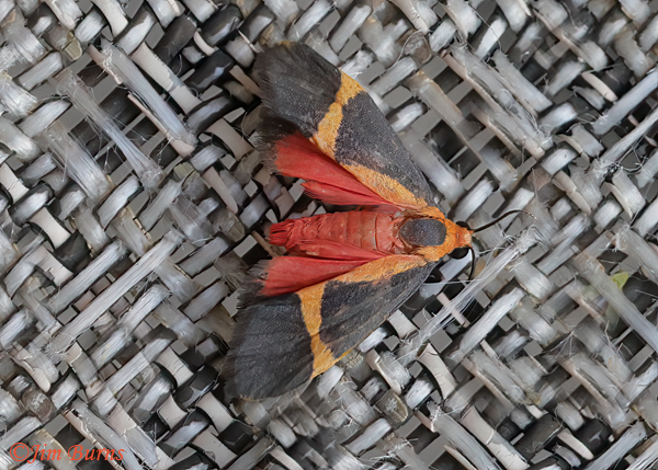Cisthene schwarziorum wingspread, Arizona---0622